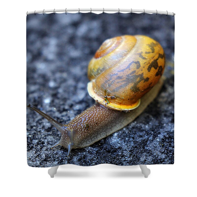 Snail Shower Curtain featuring the photograph Shell Shock by Jennifer Robin