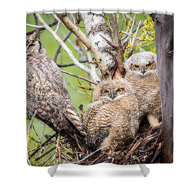 Owl Shower Curtain featuring the photograph Shelter from the Storm by Kevin Dietrich