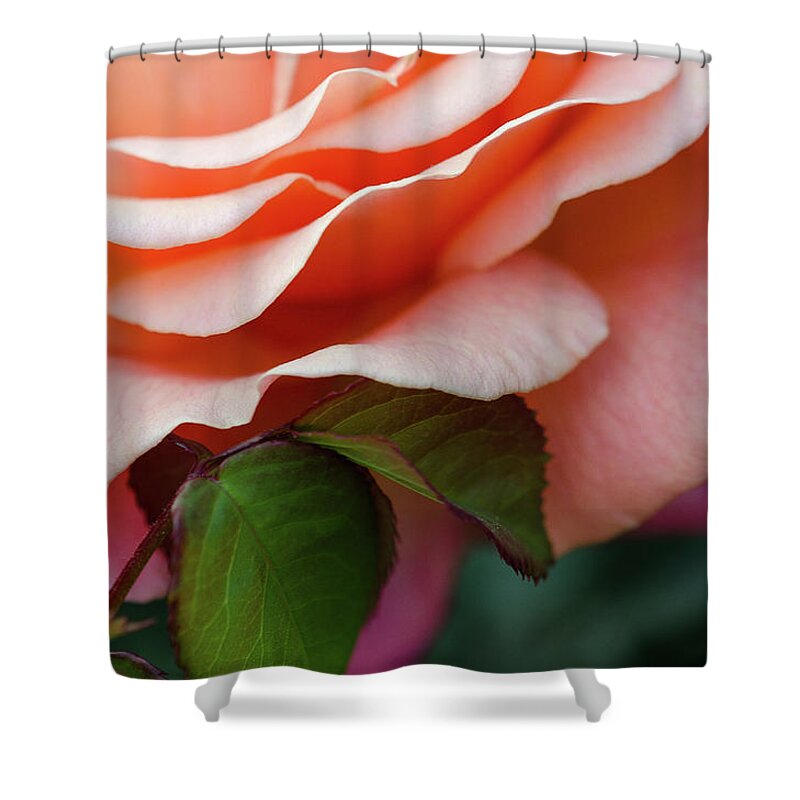 Sherbet Shower Curtain featuring the photograph Sherbet by Amanda Rimmer