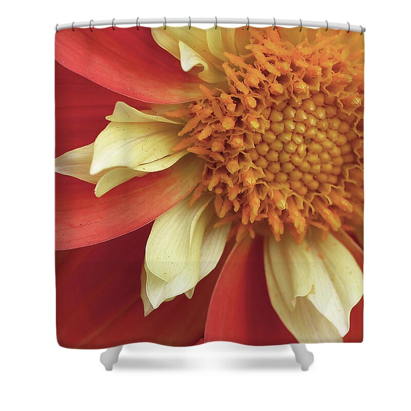 Dahlia Shower Curtain featuring the photograph Shift in Perception by Vanessa Thomas