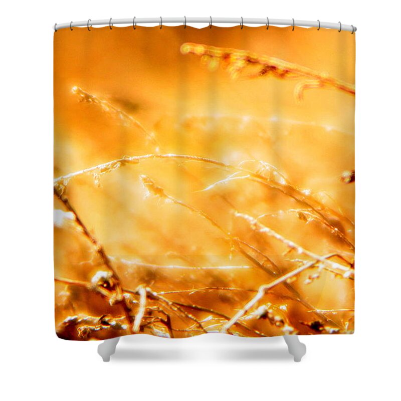 Grass Shower Curtain featuring the photograph Shimmer by Julie Lueders 