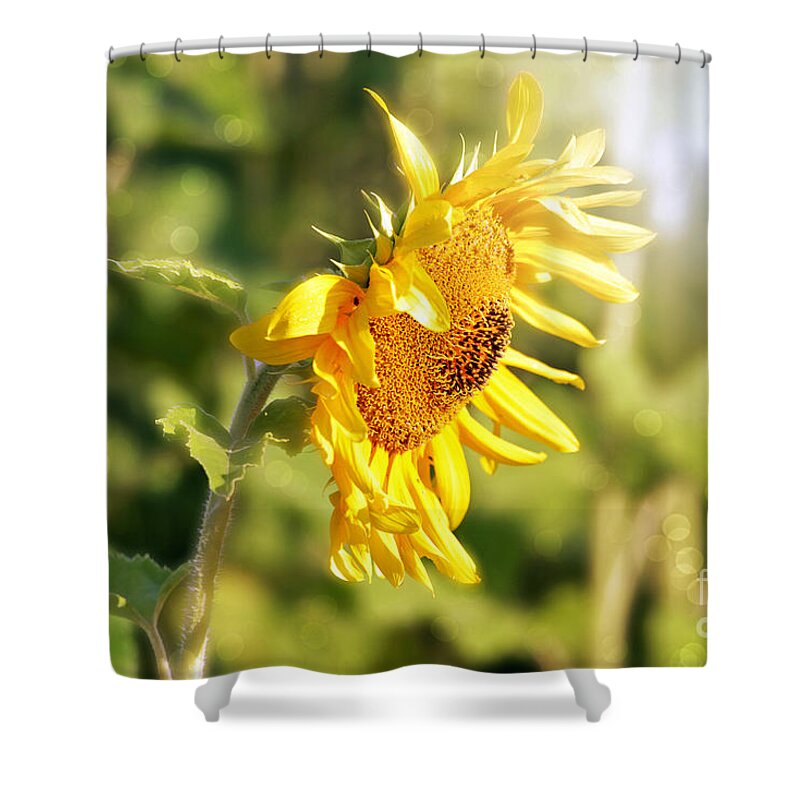 Sunflower Shower Curtain featuring the photograph Shining Sun by Lila Fisher-Wenzel