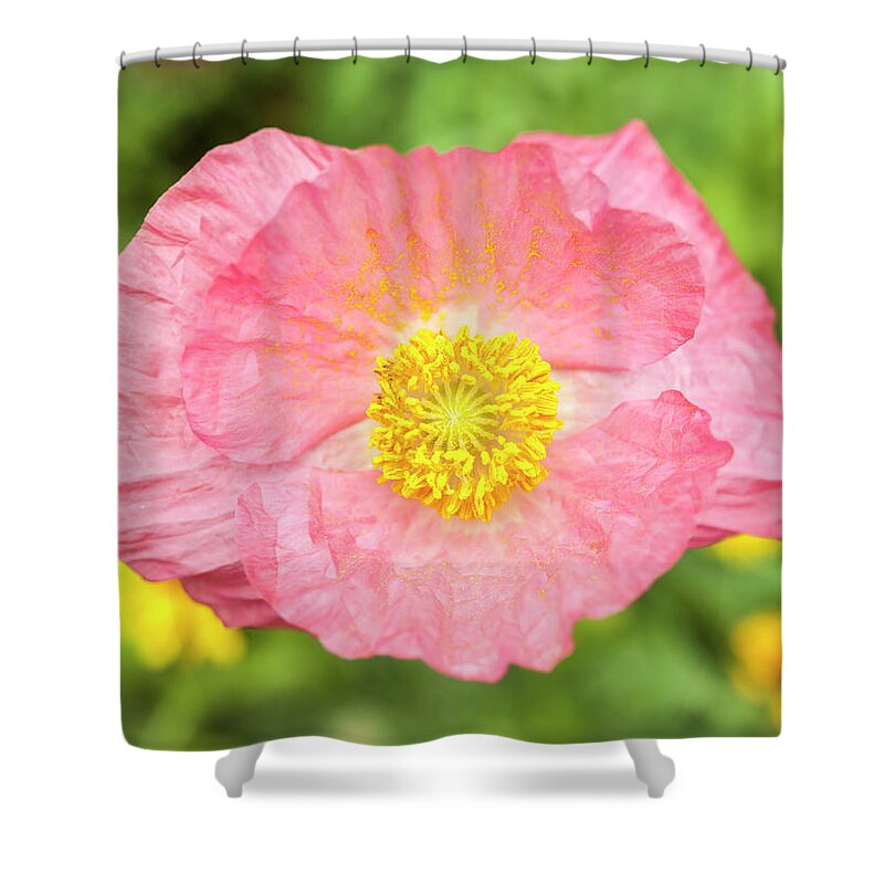 Shirley Poppy Shower Curtain featuring the photograph Shirley Poppy 2017-2 by Thomas Young
