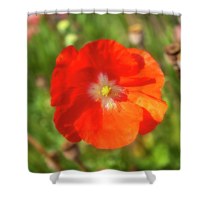 Shirley Poppy Shower Curtain featuring the photograph Shirley Poppy 2018-10 by Thomas Young