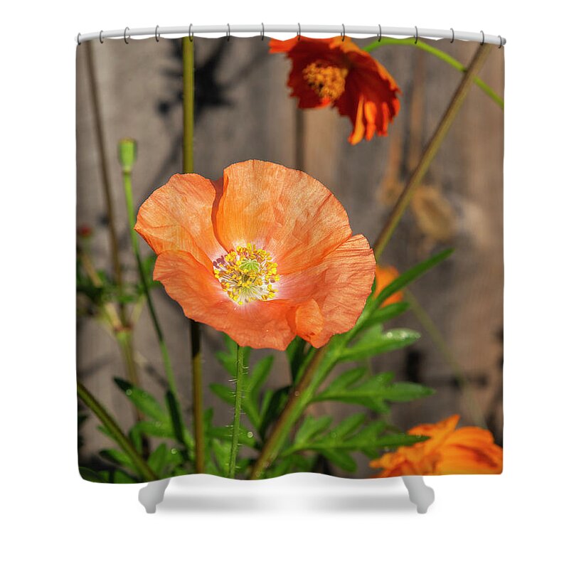 Shirley Poppy Shower Curtain featuring the photograph Shirley Poppy 2018-12 by Thomas Young