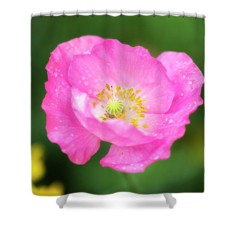Shirley Poppy Shower Curtain featuring the photograph Shirley Poppy 2018-7 by Thomas Young