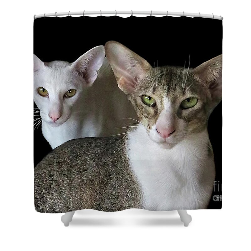 Cats Shower Curtain featuring the photograph Shiro and Petunia Torrini by Jennie Breeze