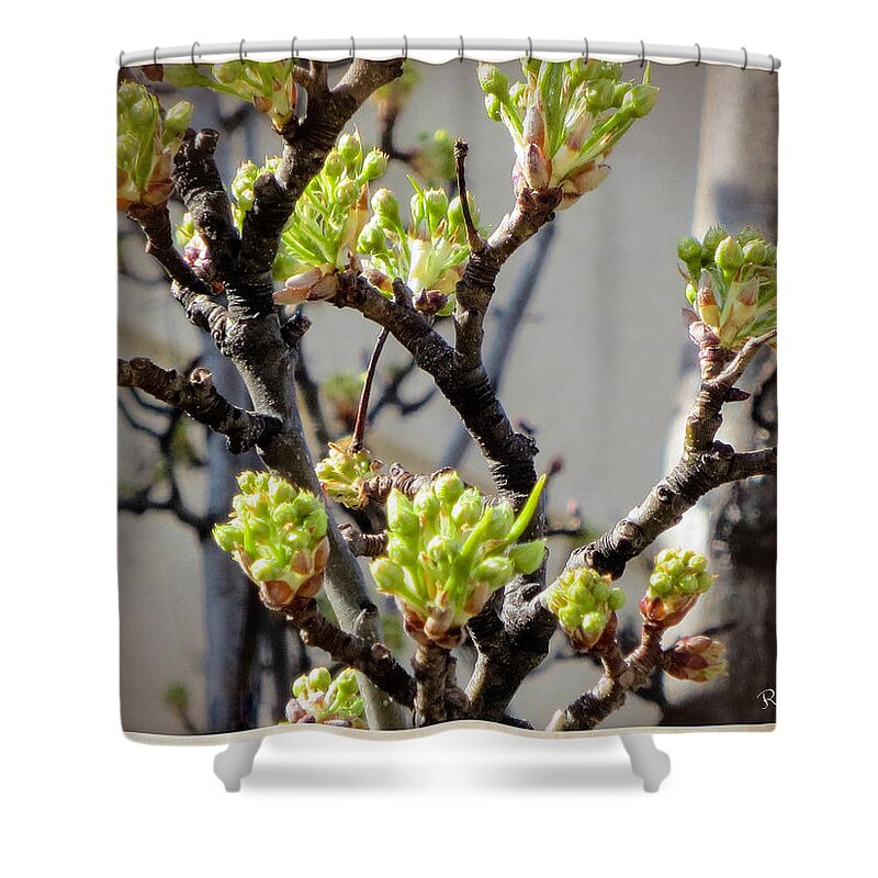 Trees Shower Curtain featuring the painting Shooting Forth by Renette Coachman