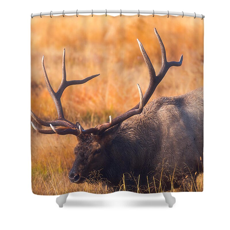Darren White Shower Curtain featuring the photograph Shooting the Bull by Darren White