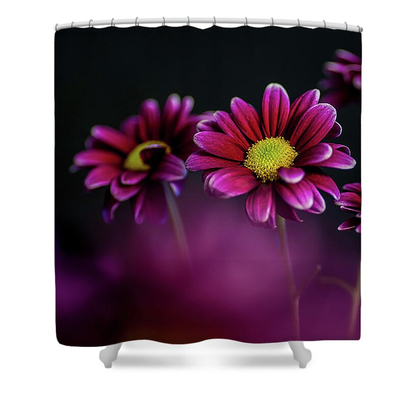 Purple Shower Curtain featuring the photograph Shooting through the Dasies by John Roach