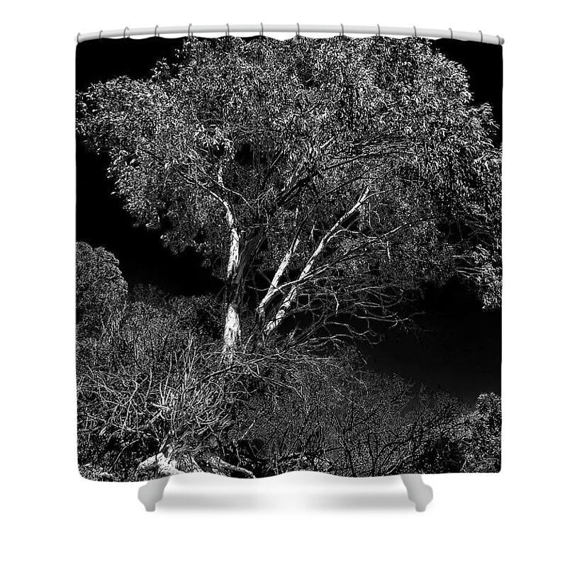Goleta Beach Shower Curtain featuring the photograph Shoreline Tree by Roger Mullenhour