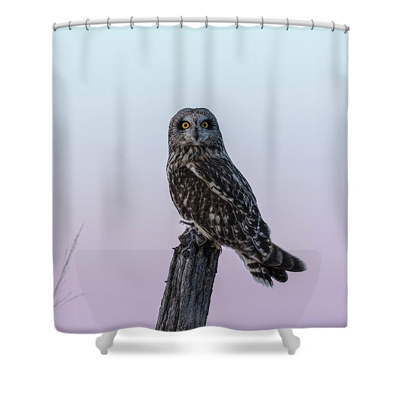 Short-eared Owl Shower Curtain featuring the photograph Short-eared Owl 2018-6 by Thomas Young