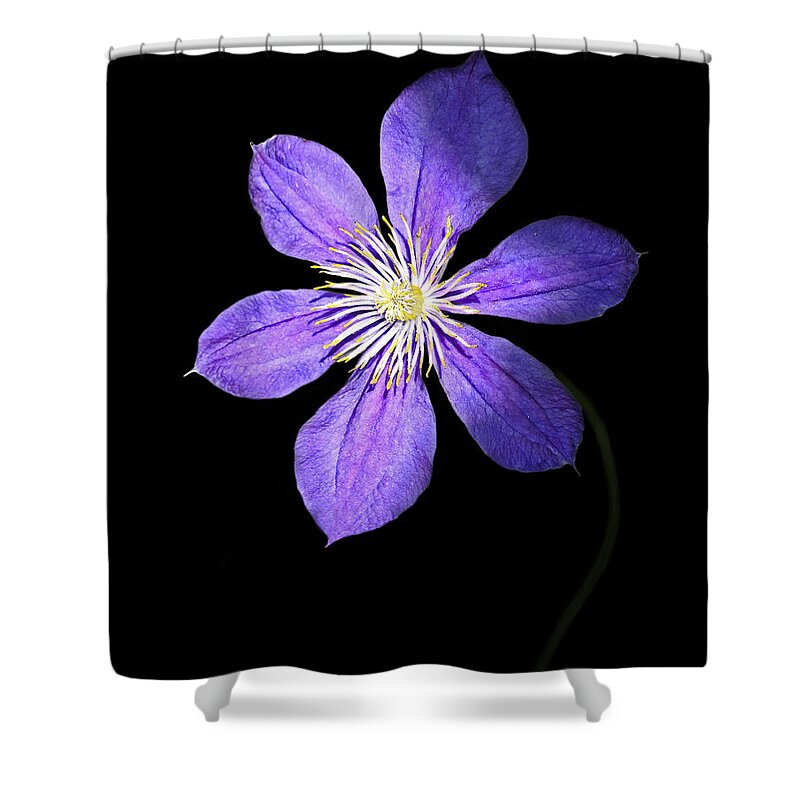 Blue Clematis Flower Shower Curtain featuring the photograph Show Time by Marina Kojukhova