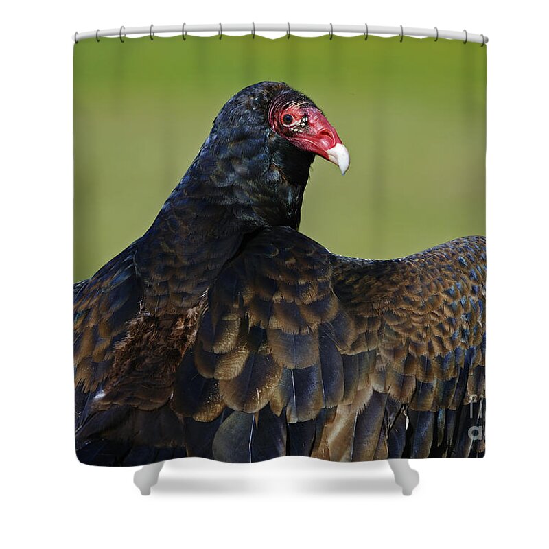 Parc Omega Shower Curtain featuring the photograph Showing off her Wings..... by Nina Stavlund