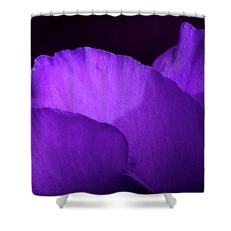 Flowers Shower Curtain featuring the photograph Showy Prairie Gertain Flower Petals by Garry McMichael