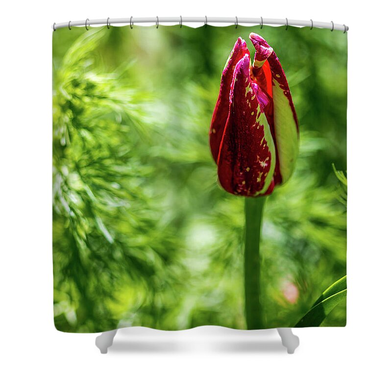 Tulip Shower Curtain featuring the photograph Shy Tulip by Susie Weaver