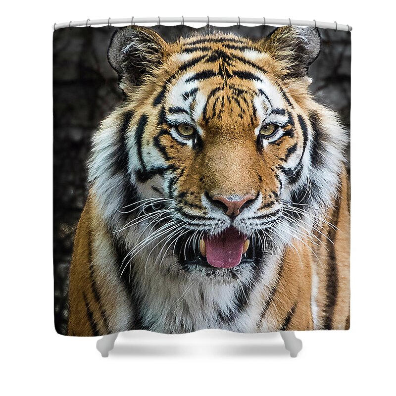 Siberian Tiger Shower Curtain featuring the photograph Siberian Tiger Smile by Joann Long