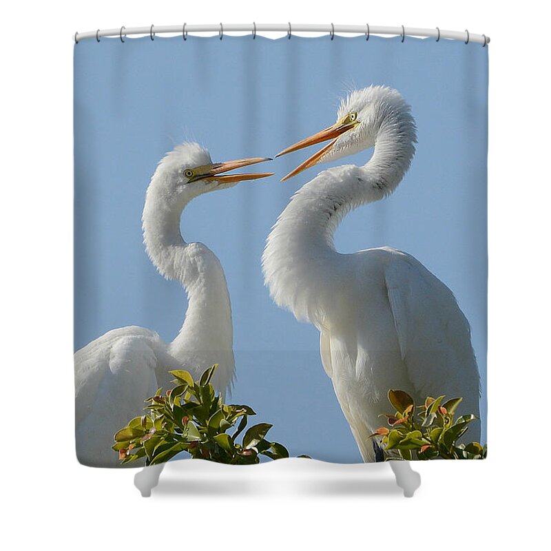 Great Egret Chicks Shower Curtain featuring the photograph Siblings 2 by Fraida Gutovich