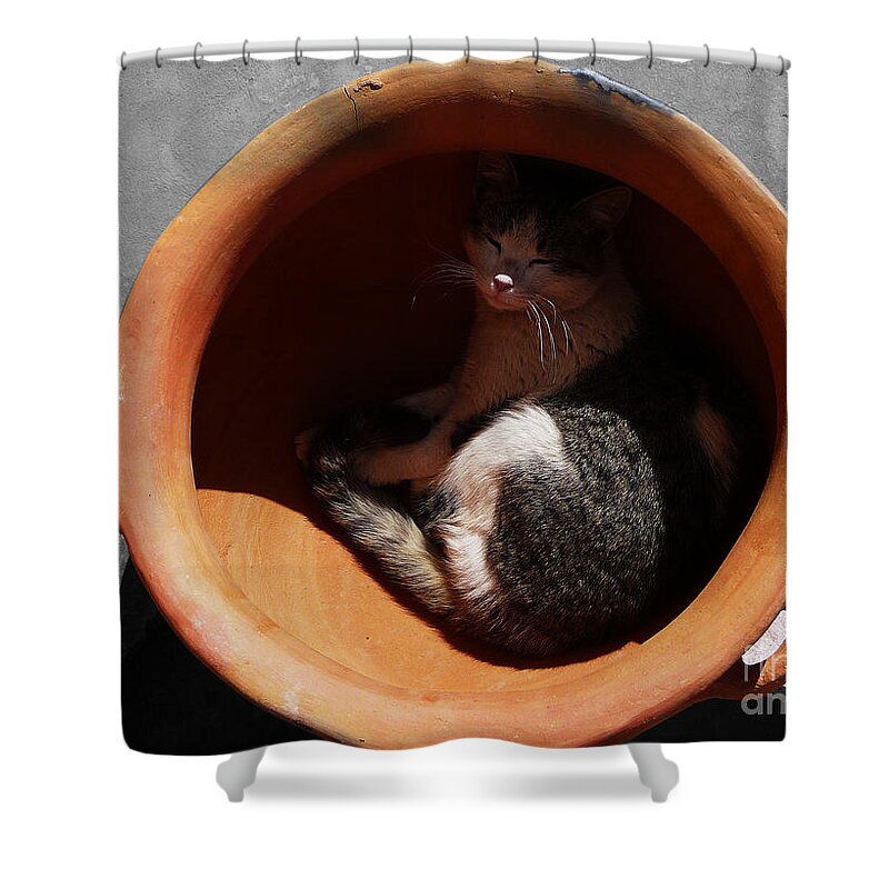 Cat Shower Curtain featuring the photograph Siesta 1 by Xueling Zou