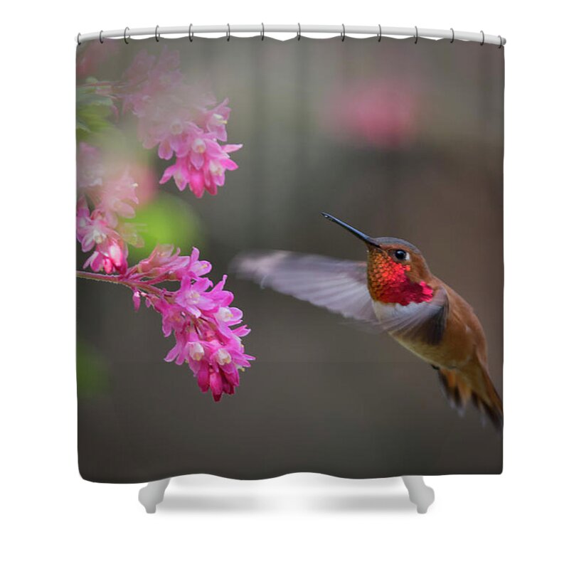 Rufous Hummingbird Shower Curtain featuring the photograph Sign Of Spring by Randy Hall