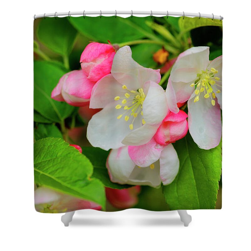 Flower Shower Curtain featuring the photograph Signs of Spring by Steve Gravano