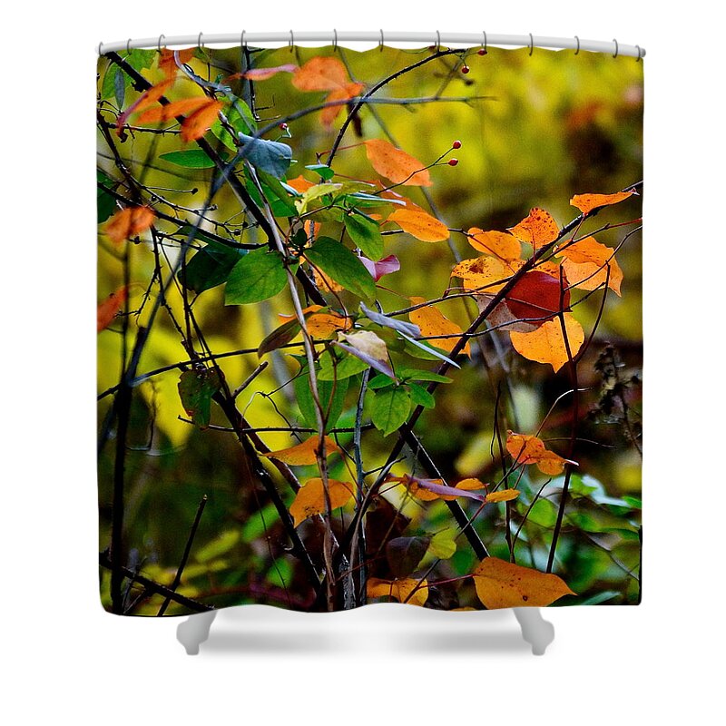 Fall Shower Curtain featuring the photograph Silence Is Golden by Ira Shander