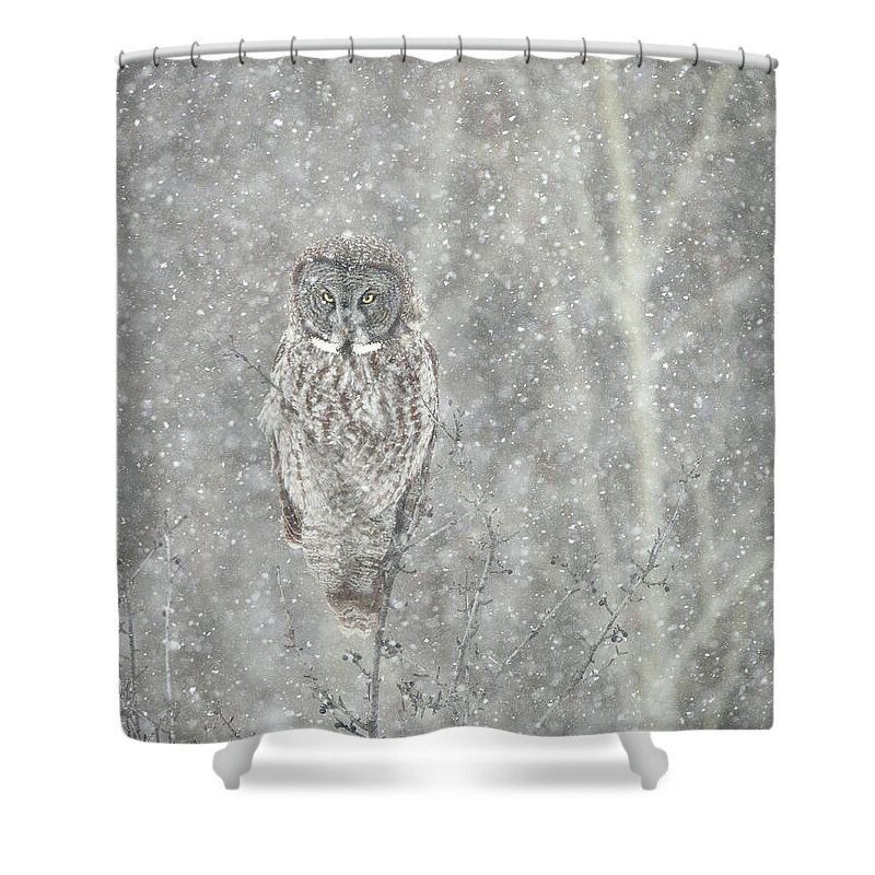 Owl Shower Curtain featuring the photograph Silent Snowfall Portrait II by Everet Regal