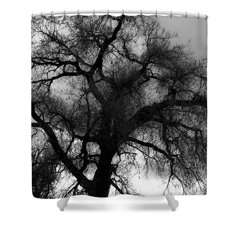 Silhouette Shower Curtain featuring the photograph Silhouette by James BO Insogna