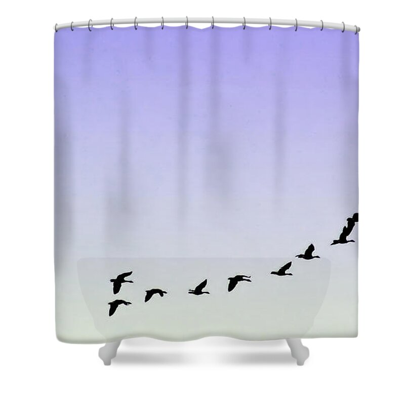2d Shower Curtain featuring the photograph Silhouetted Flight by Brian Wallace