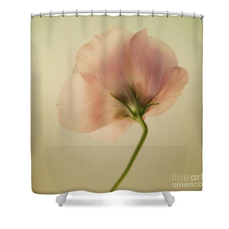 Eustoma Shower Curtain featuring the photograph Silk by Priska Wettstein