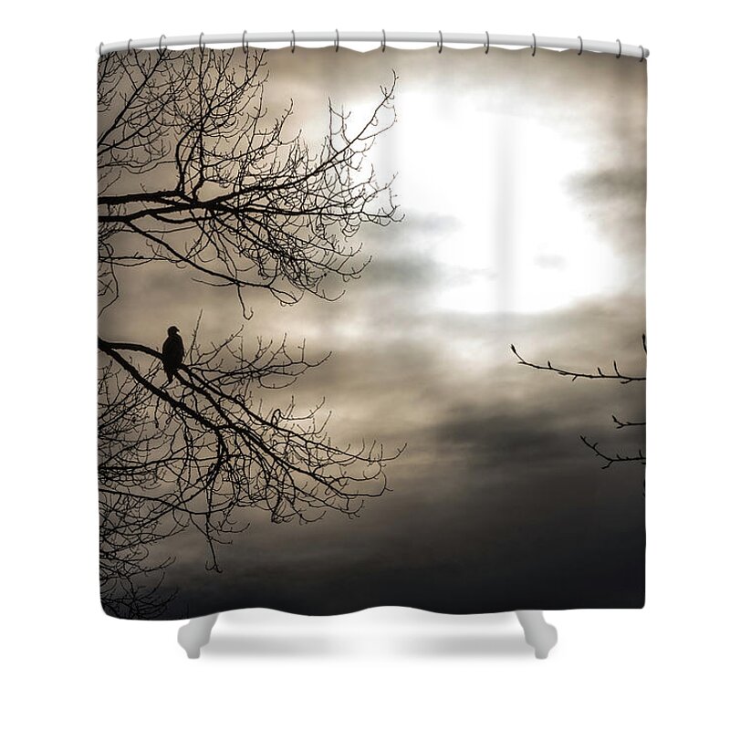 Bald Eagle Shower Curtain featuring the photograph Sillouette by David Kirby