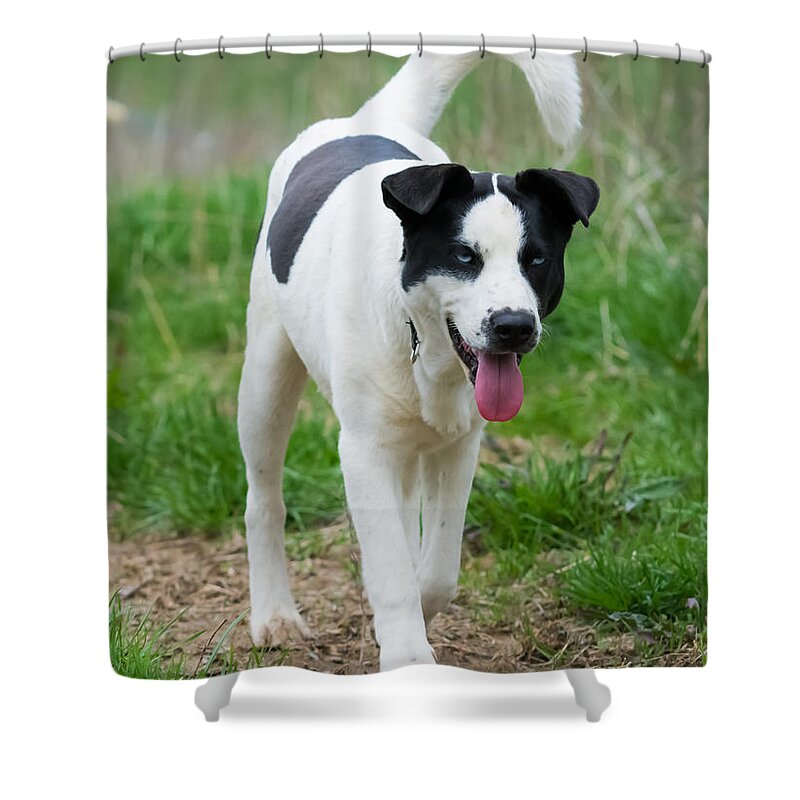 Dog Shower Curtain featuring the photograph Silly Dog by Holden The Moment