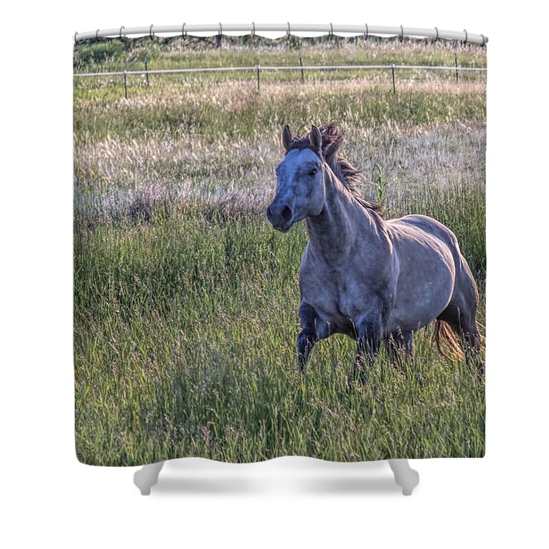 Equine Shower Curtain featuring the photograph Silver Dun by Alana Thrower