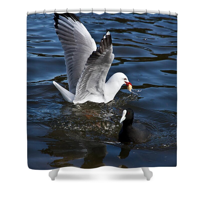 Silver Gull Shower Curtain featuring the photograph Silver Gull And Australian Coot by Miroslava Jurcik
