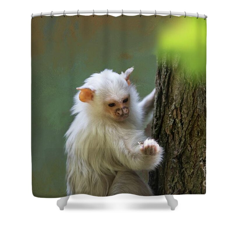 Silvery Marmoset Shower Curtain featuring the photograph Silvery Cutie by Eva Lechner