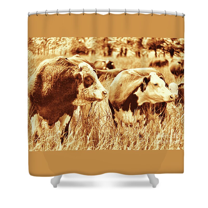 Simmental Bull Shower Curtain featuring the photograph Simmental Bull 3 by Larry Campbell