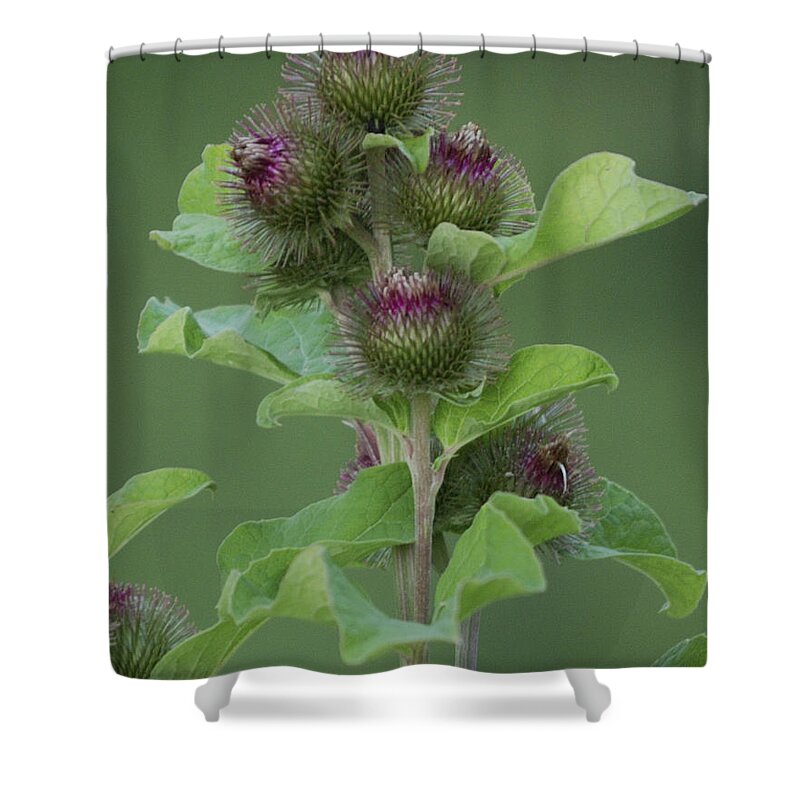 Burdock Shower Curtain featuring the photograph Simple Things by Randy Bodkins