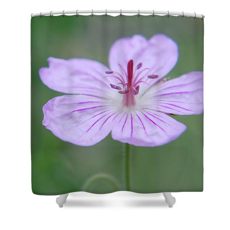 Nature Shower Curtain featuring the photograph Simplicity of a flower by Amee Cave