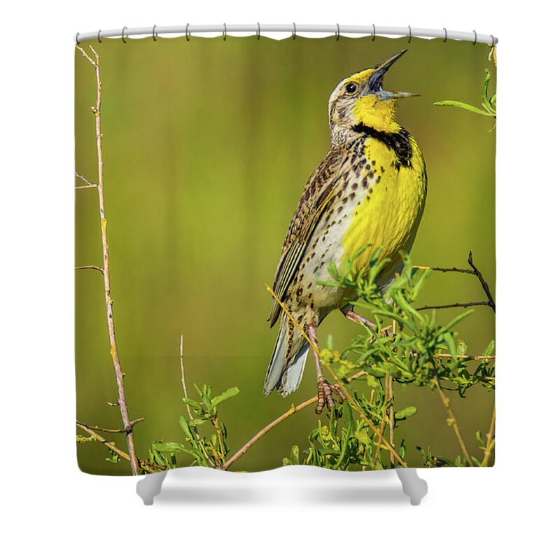 Colorado Shower Curtain featuring the photograph Sing A New Song by John De Bord