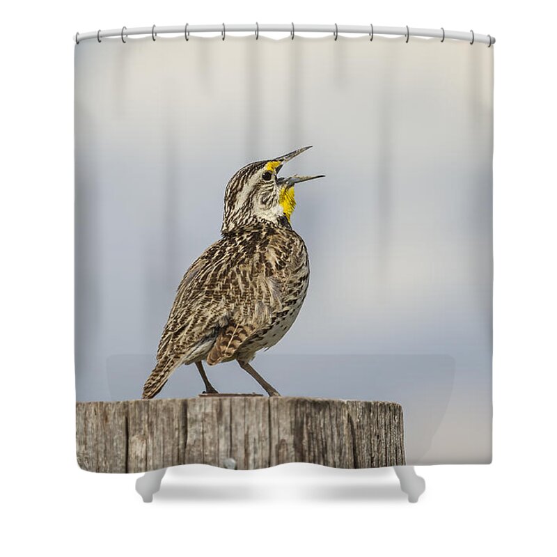 Western Meadowlark Shower Curtain featuring the photograph Singing A Song by Thomas Young