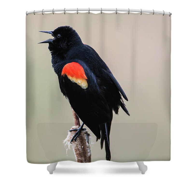 Sam Amato Photography Shower Curtain featuring the photograph Singing Red Wing Black Bird by Sam Amato