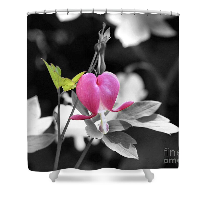 Flower Shower Curtain featuring the photograph Single Bleeding Heart Partial by Smilin Eyes Treasures