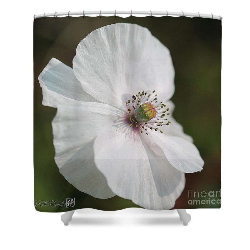 Mccombie Shower Curtain featuring the photograph Single White Poppy from the Angel's Choir Mix by J McCombie