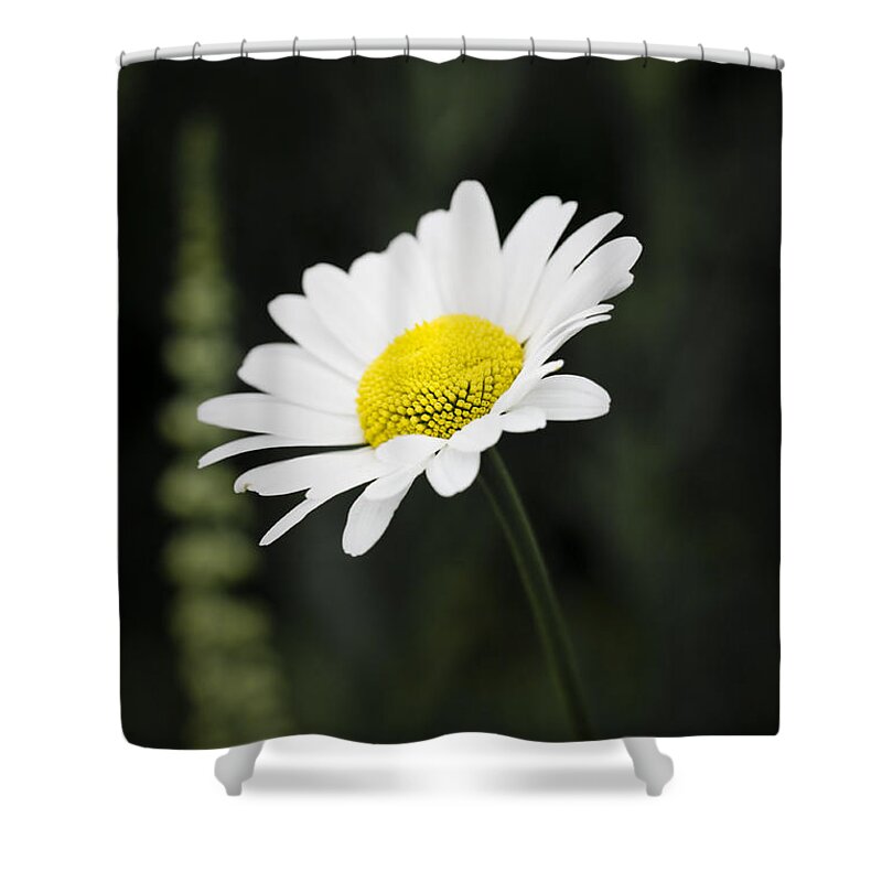 Flower Shower Curtain featuring the photograph Single wild daisy by Simon Bratt