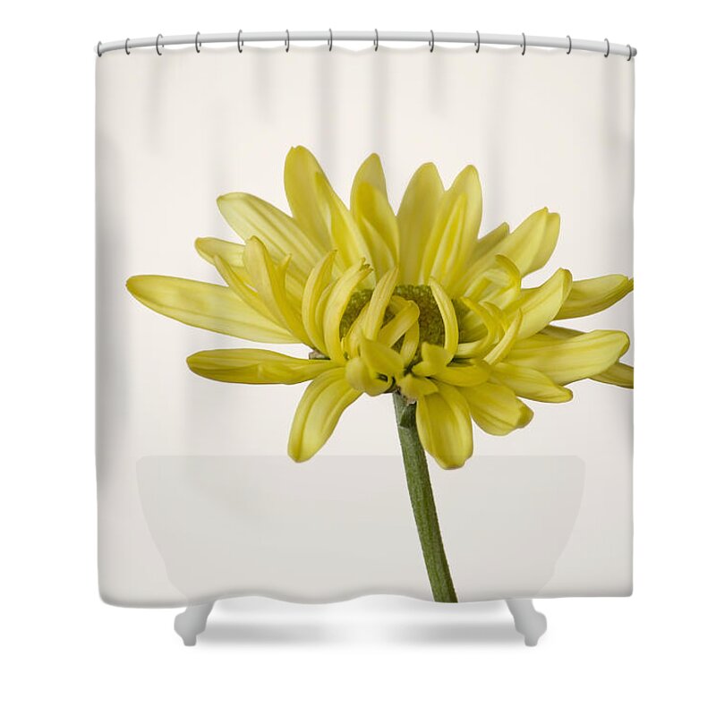 Yellow Shower Curtain featuring the photograph Single Yellow Daisy by Cheryl Day