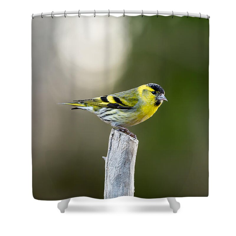 Siskin On Top Shower Curtain featuring the photograph Siskin on top by Torbjorn Swenelius