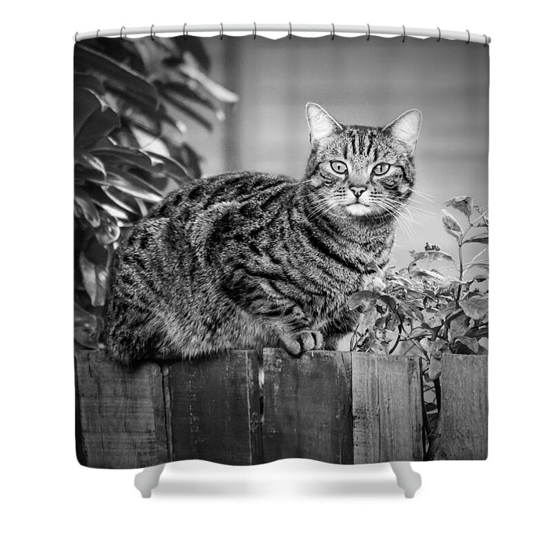 Cat Shower Curtain featuring the photograph Sitting on the Fence by Nick Bywater