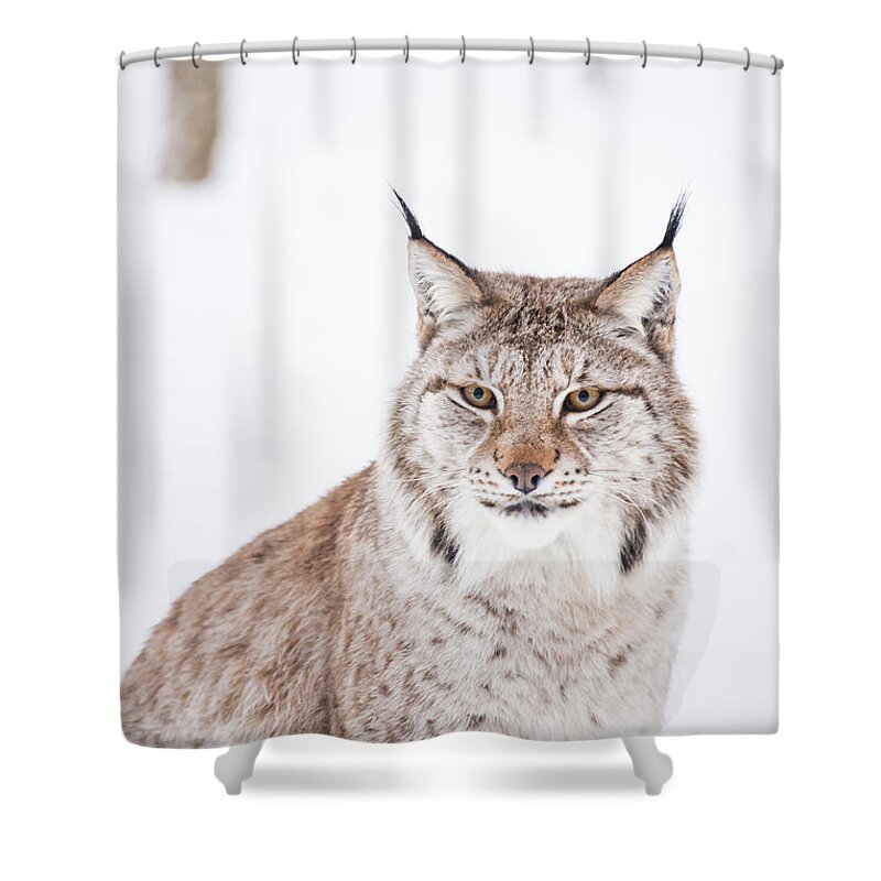 Norway Shower Curtain featuring the photograph Sitting Pretty by Alex Lapidus