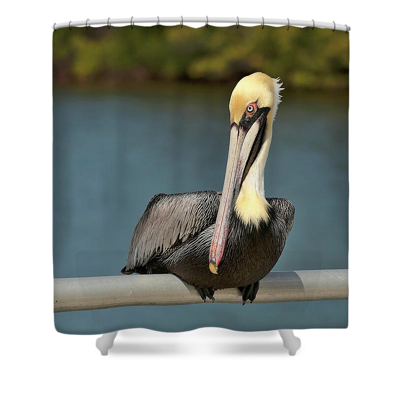 Pelican Shower Curtain featuring the photograph Sitting Pretty Pelican by Carol Groenen