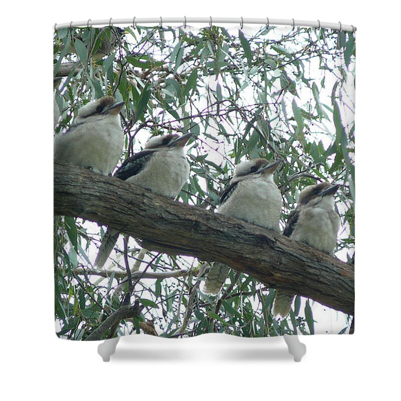 Kookaburra Shower Curtain featuring the photograph Six In A Row by Evelyn Tambour